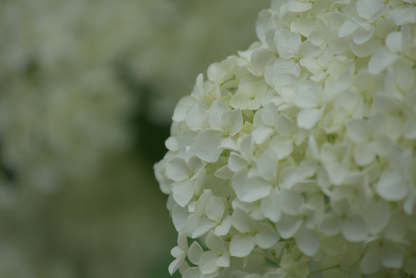 A cluster of white flowers is on the right side of the image. The background is very blurred.