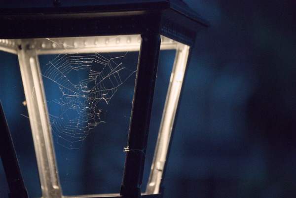 A streetlamp with a cobweb in the centre. The lamp is lit with a cool white, while the background is a luscious shade of blue